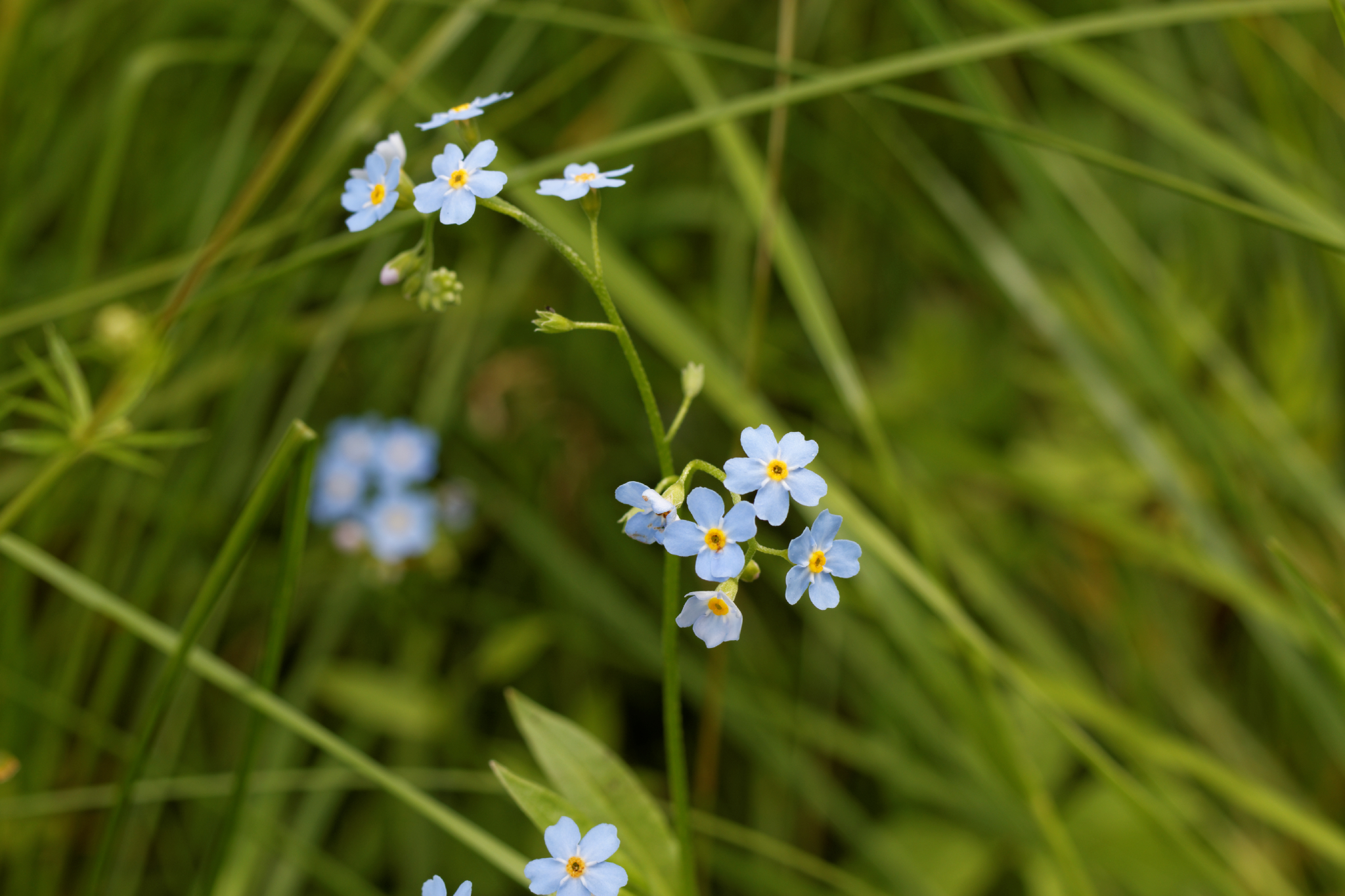 Album image copied from https://lh3.googleusercontent.com/-bt5rDSHyaHQ/VYk4_hXm33I/AAAAAAACJHc/Z0cI0Eux6XEESrb0auoRtjZ6c6hTAISwACLABGAYYCw/s0-U-I/IMG_4558_DxO_web.jpg