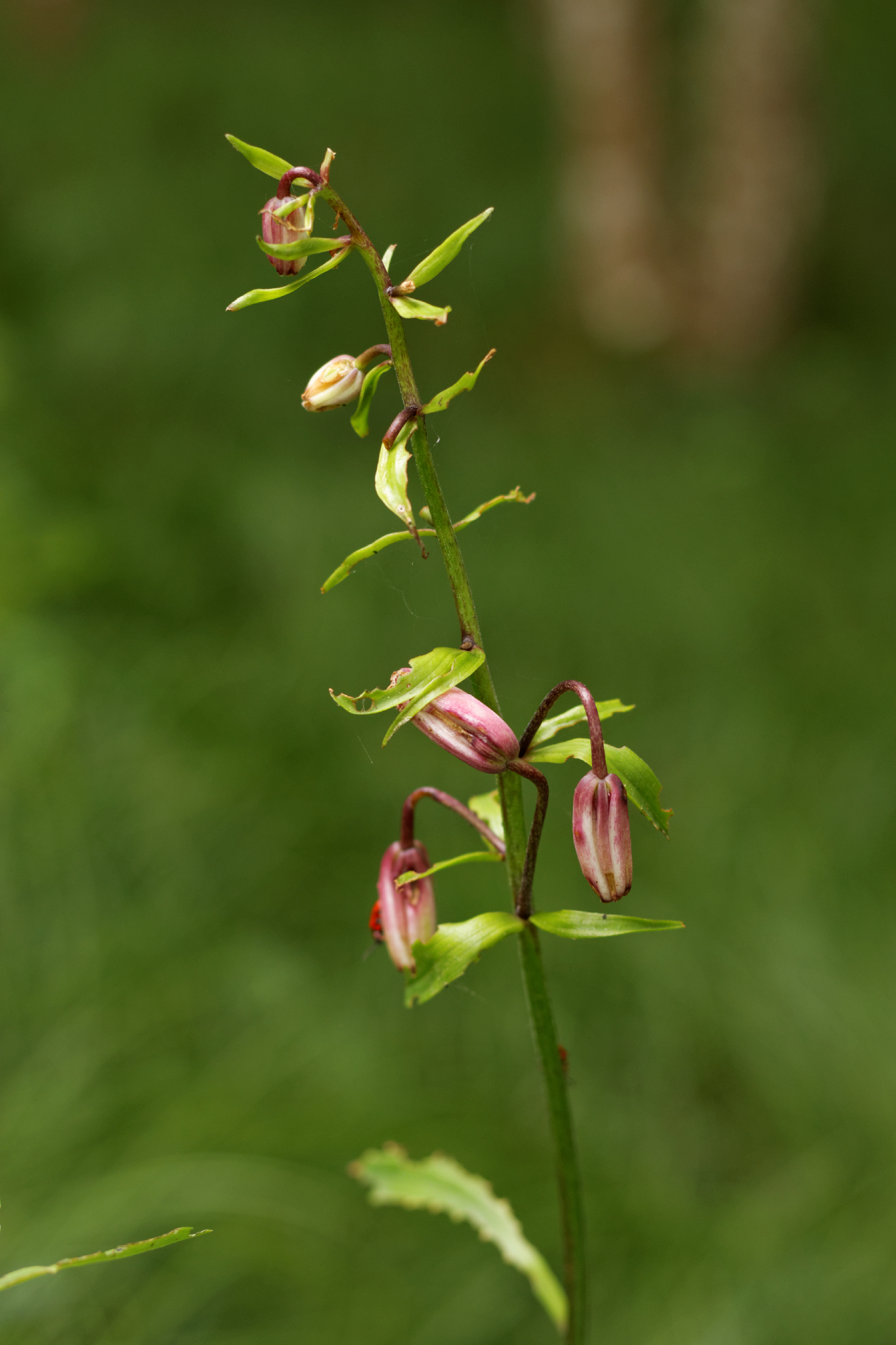 Album image copied from https://lh3.googleusercontent.com/-SlkTufVgMx0/VYk5CZ41NoI/AAAAAAACJHc/iWNkz7yJ6c8OuhQKZ7zwwnJJIVV-Kc4pACLABGAYYCw/s0-U-I/IMG_4561_DxO_web.jpg