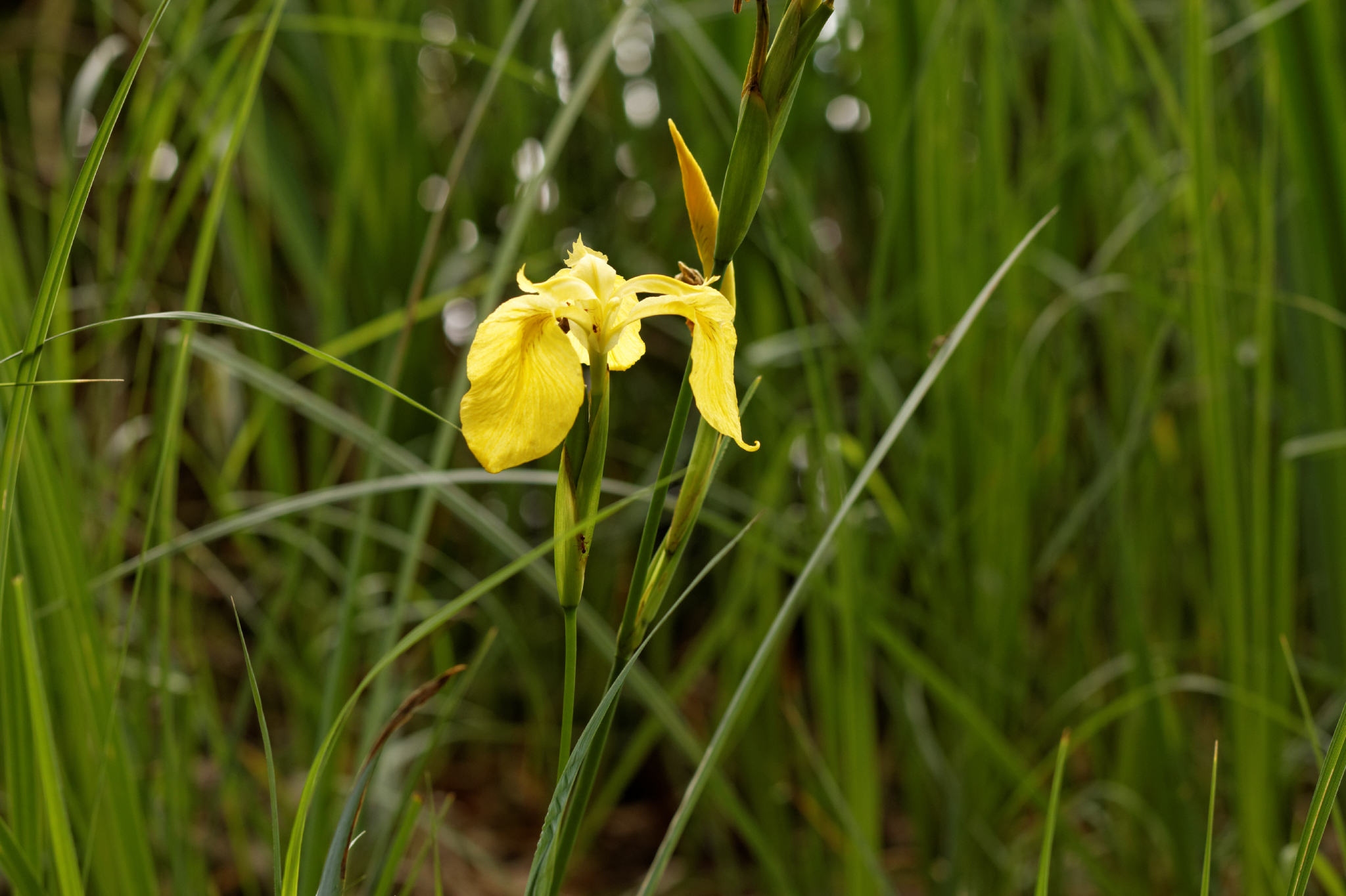 Album image copied from https://lh3.googleusercontent.com/-sKVhpMhjzgQ/VYk5FY236zI/AAAAAAACJHc/FQsvDJ3ka6whBFIIyEp3-5dwPgWxV0cmgCLABGAYYCw/s0-U-I/IMG_4563_DxO_web.jpg