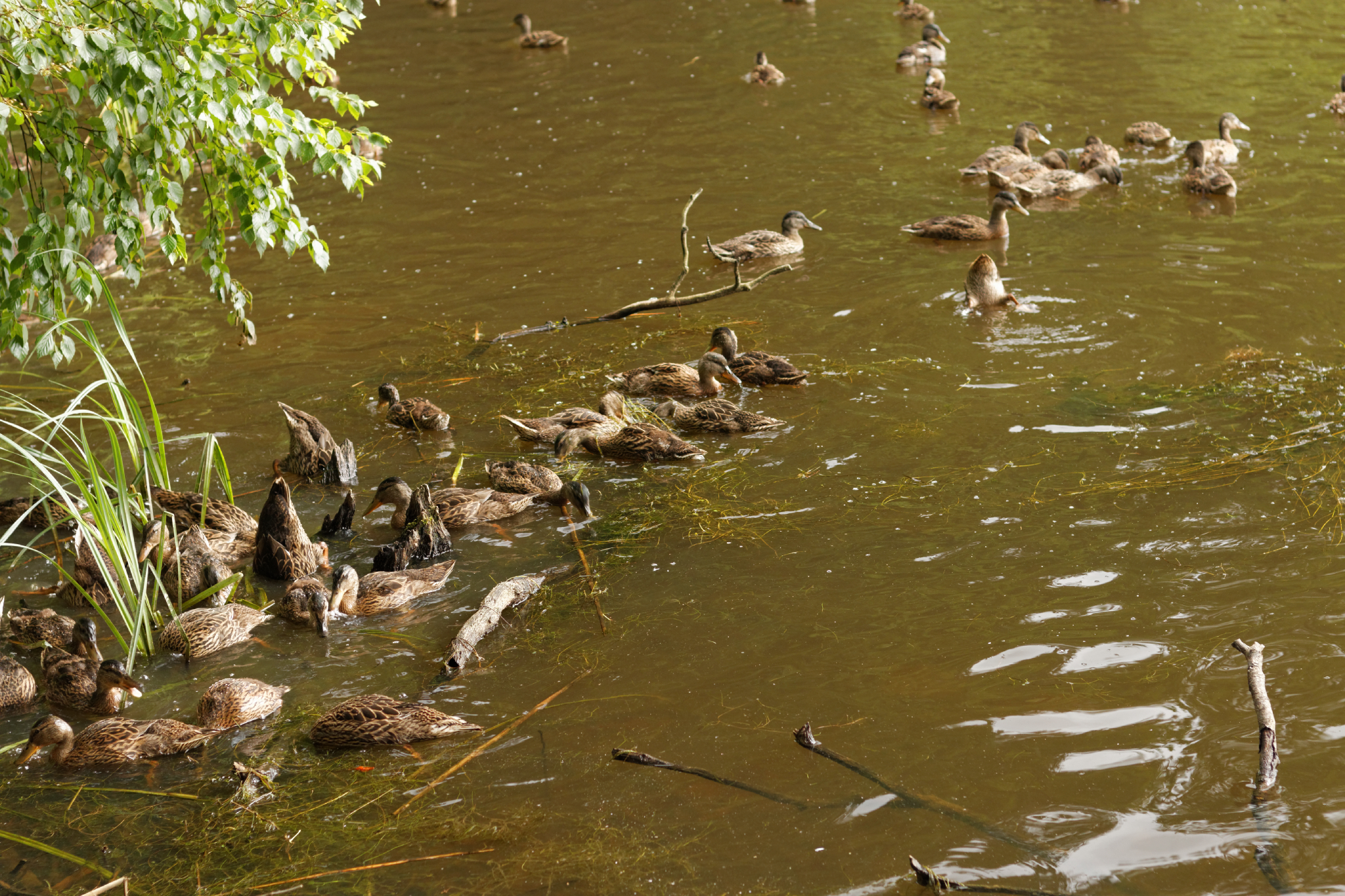 Album image copied from https://lh3.googleusercontent.com/-PxuOrgQDTxE/VYk5JY1-sYI/AAAAAAACJHc/I9ObGUGspsUoqopoYTt7kbjhYO8uZMveQCLABGAYYCw/s0-U-I/IMG_4567_DxO_web.jpg