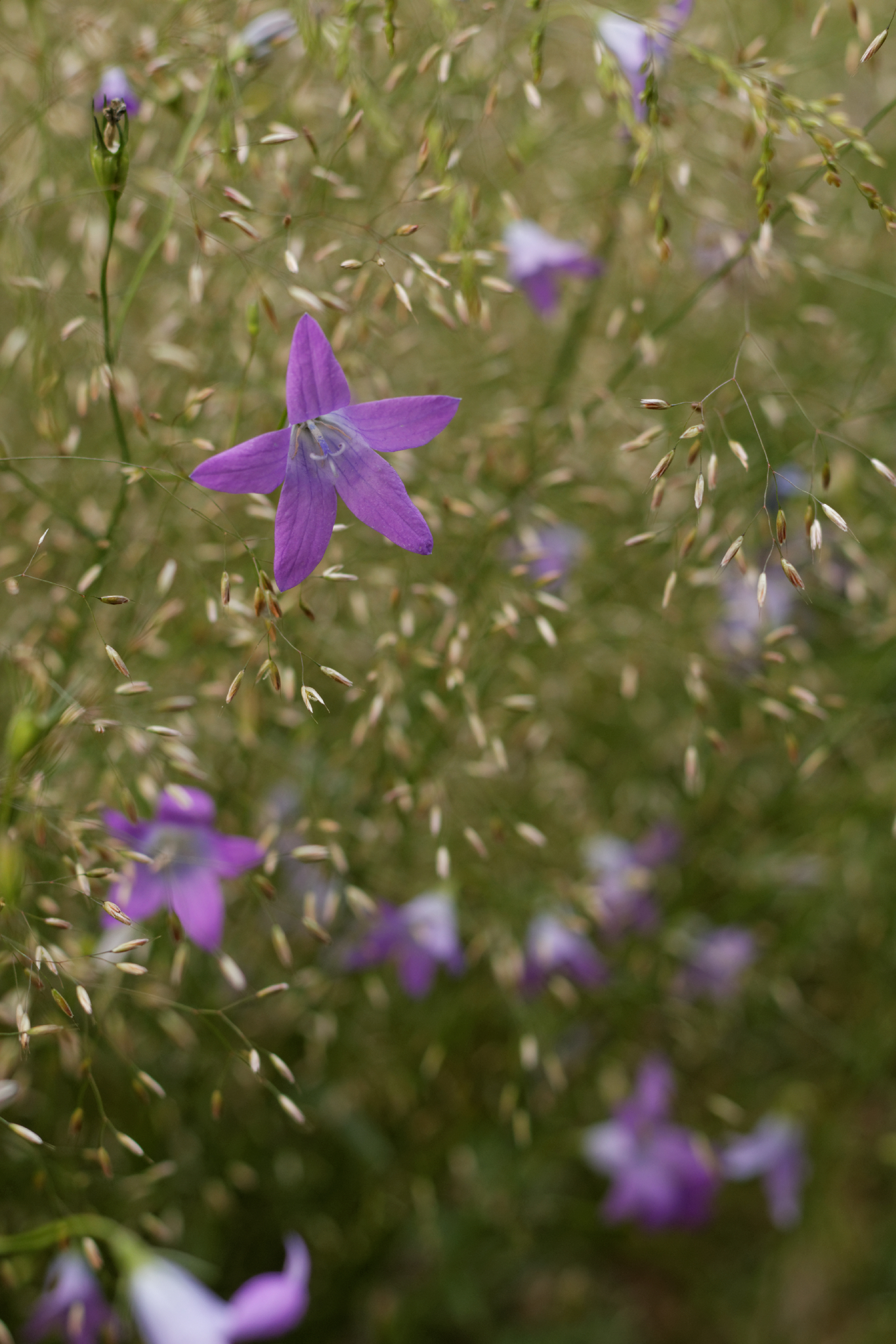 Album image copied from https://lh3.googleusercontent.com/-rMzOjD4B0WQ/VYk5SJ6I9mI/AAAAAAAC3Iw/UwCkedR3_6ocH3jfyYP-rWD9ZXBr-d9cgCLABGAYYCw/s0-U-I/IMG_4576_DxO_web.jpg