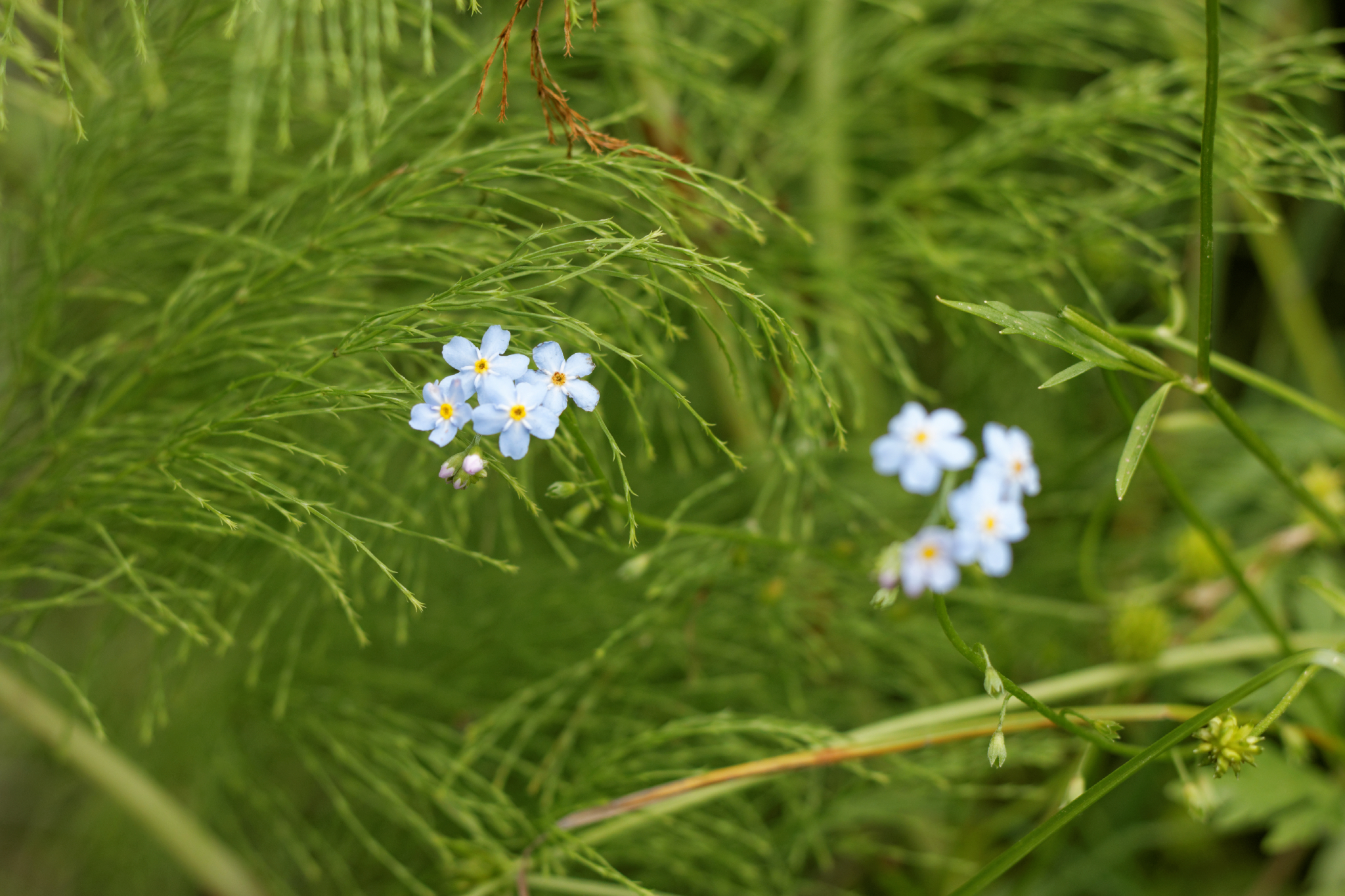 Album image copied from https://lh3.googleusercontent.com/-54ecyDb42fY/VYk5VVhSEZI/AAAAAAAC3Is/dI58W0AGYM8lXbnL-Sf-DN2XK64xEiZQQCLABGAYYCw/s0-U-I/IMG_4577_DxO_web.jpg