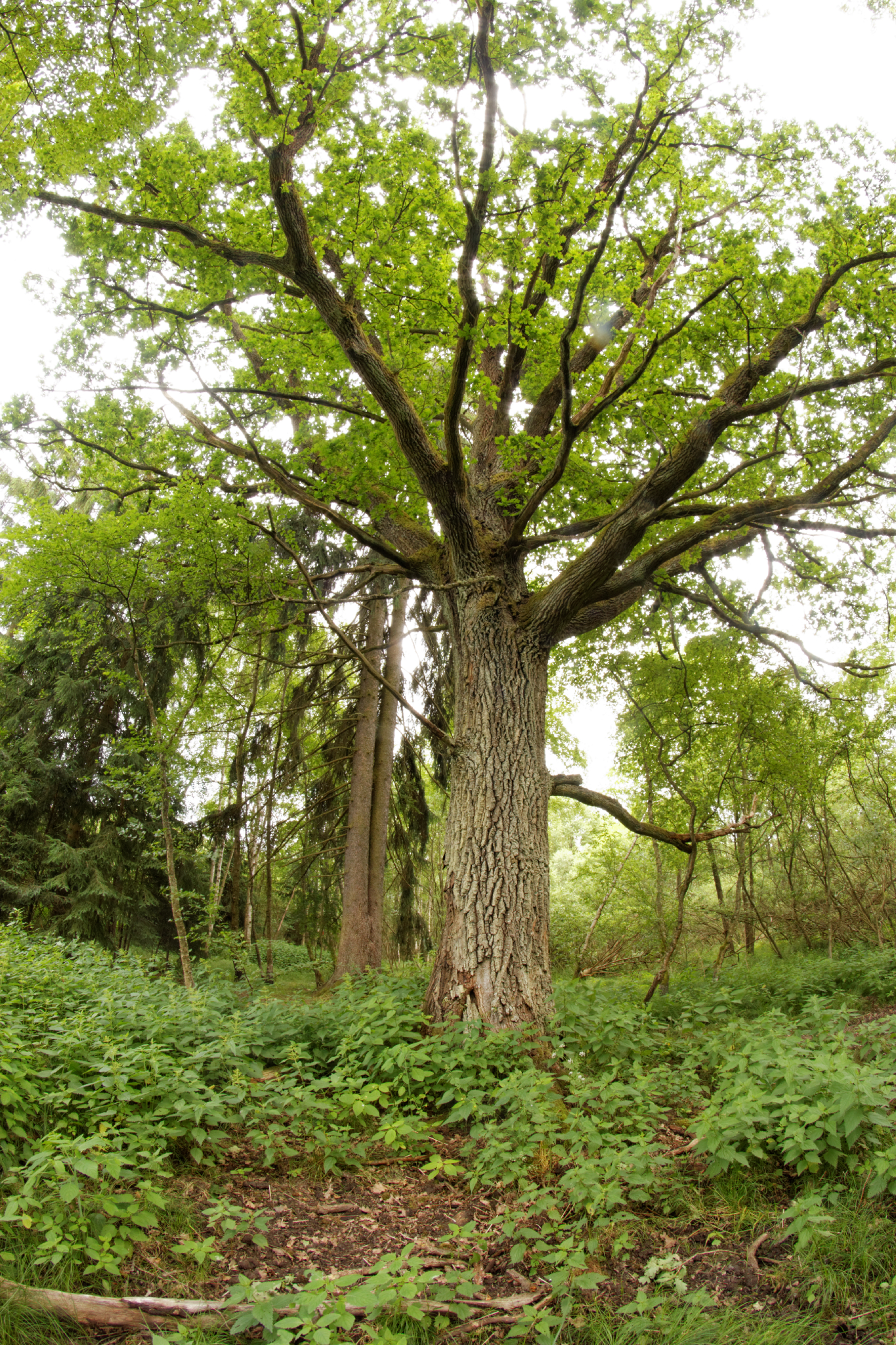 Album image copied from https://lh3.googleusercontent.com/-klHlpkQIr3M/VYk5bM6pTxI/AAAAAAAC3Is/AtQoUuB2CWotJyrg_BY9ugRXGyqLhofhQCLABGAYYCw/s0-U-I/IMG_4578_DxO_web.jpg