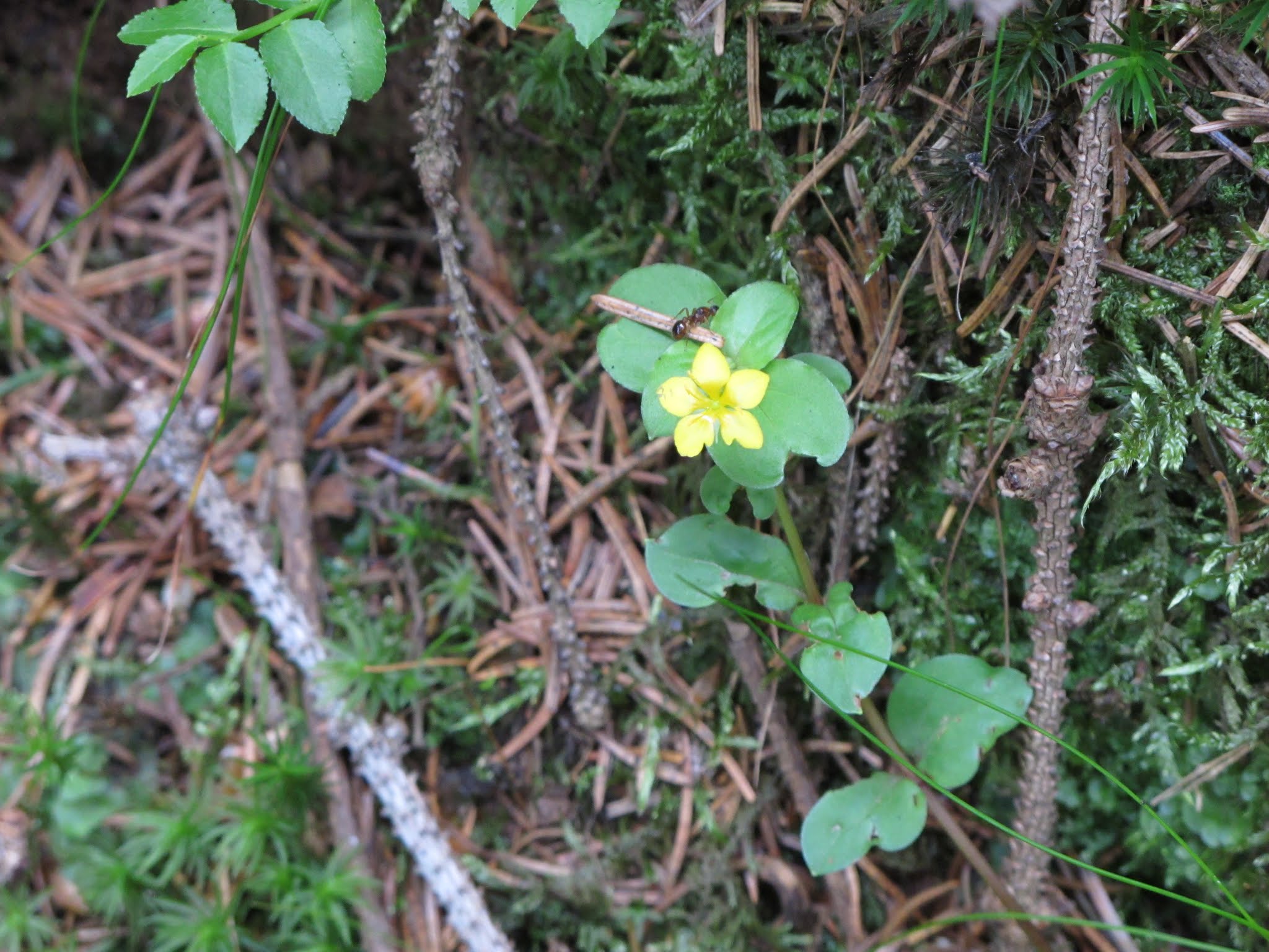 Album image copied from https://lh3.googleusercontent.com/-462iRIpMExs/VYvJvdIr2fI/AAAAAAABebA/eXZ0L6J676U/w2048-h1536/IMG_5687.JPG