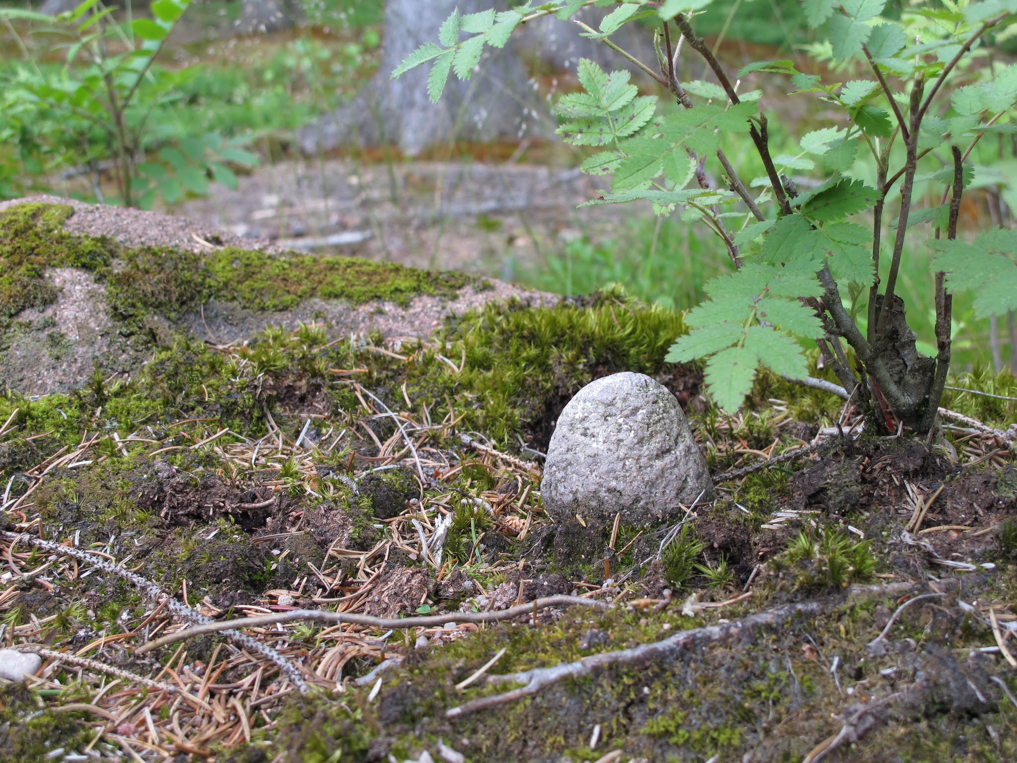 Album image copied from https://lh3.googleusercontent.com/-pF7m7Ozc_nw/VYvJwroegrI/AAAAAAABebI/QJziKTIn45E/w2048-h1536/IMG_5688.JPG