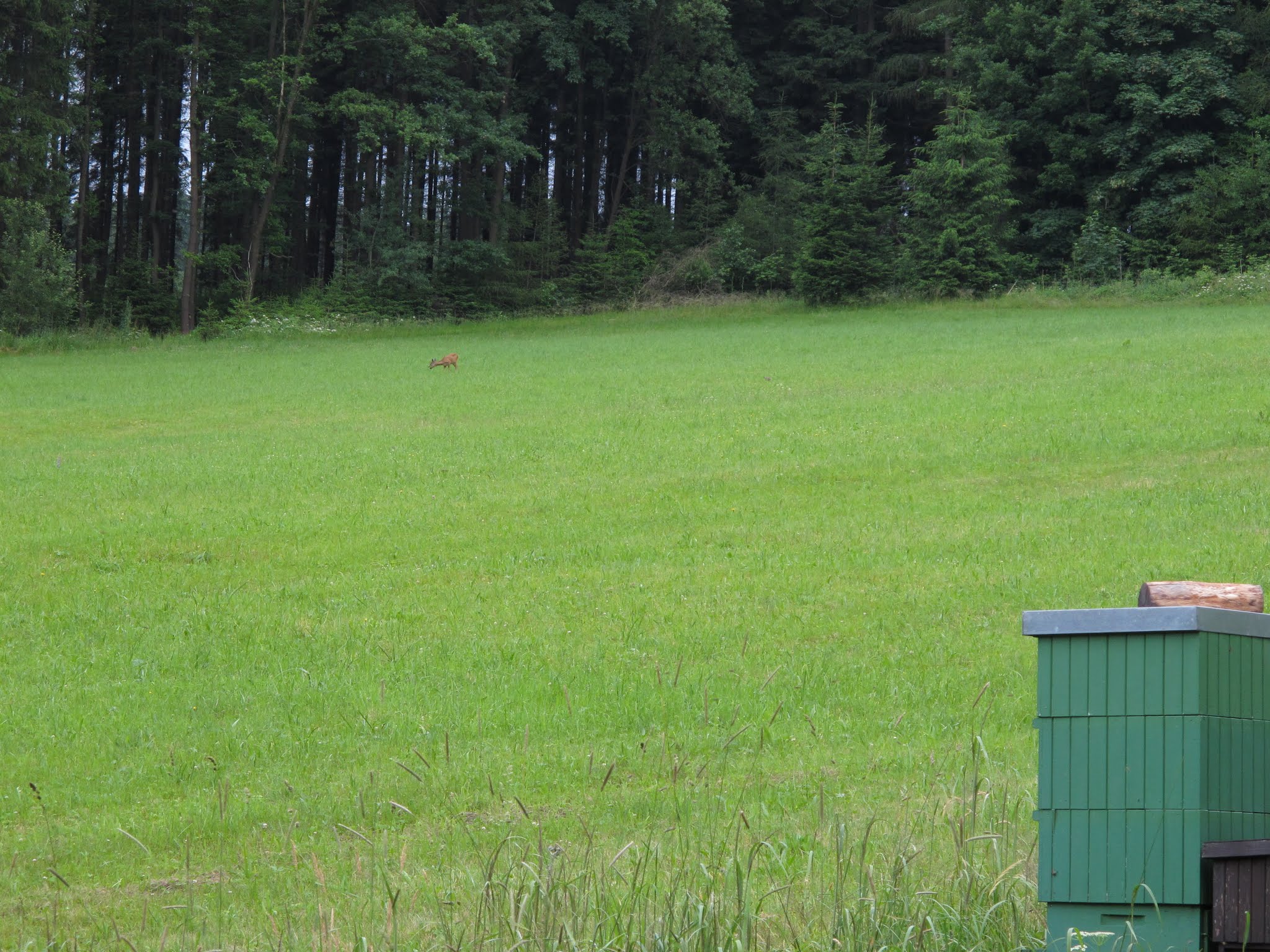 Album image copied from https://lh3.googleusercontent.com/-qM7GEF4O_48/VYvJ3nW0CoI/AAAAAAABeb4/8VXHa5vtzV8/w2048-h1536/IMG_5694.JPG