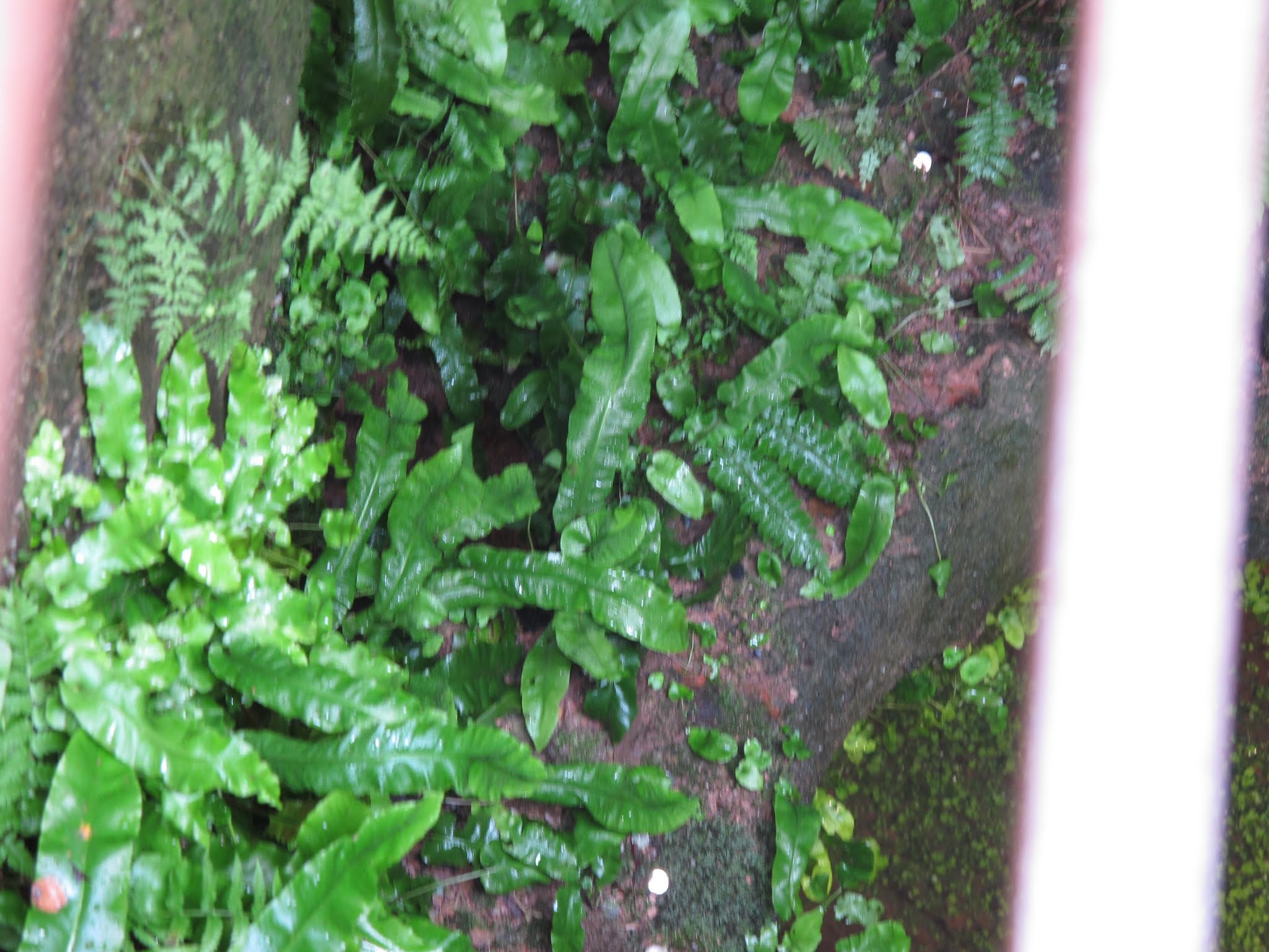 Album image copied from https://lh3.googleusercontent.com/-6OAJwlBnJBA/VYvNdSNqroI/AAAAAAABe2U/gKvW2U-_Ra4DbP6YUBSu9HT_4ZKFxsClQCLABGAYYCw/s0-U-I/IMG_6067.JPG
