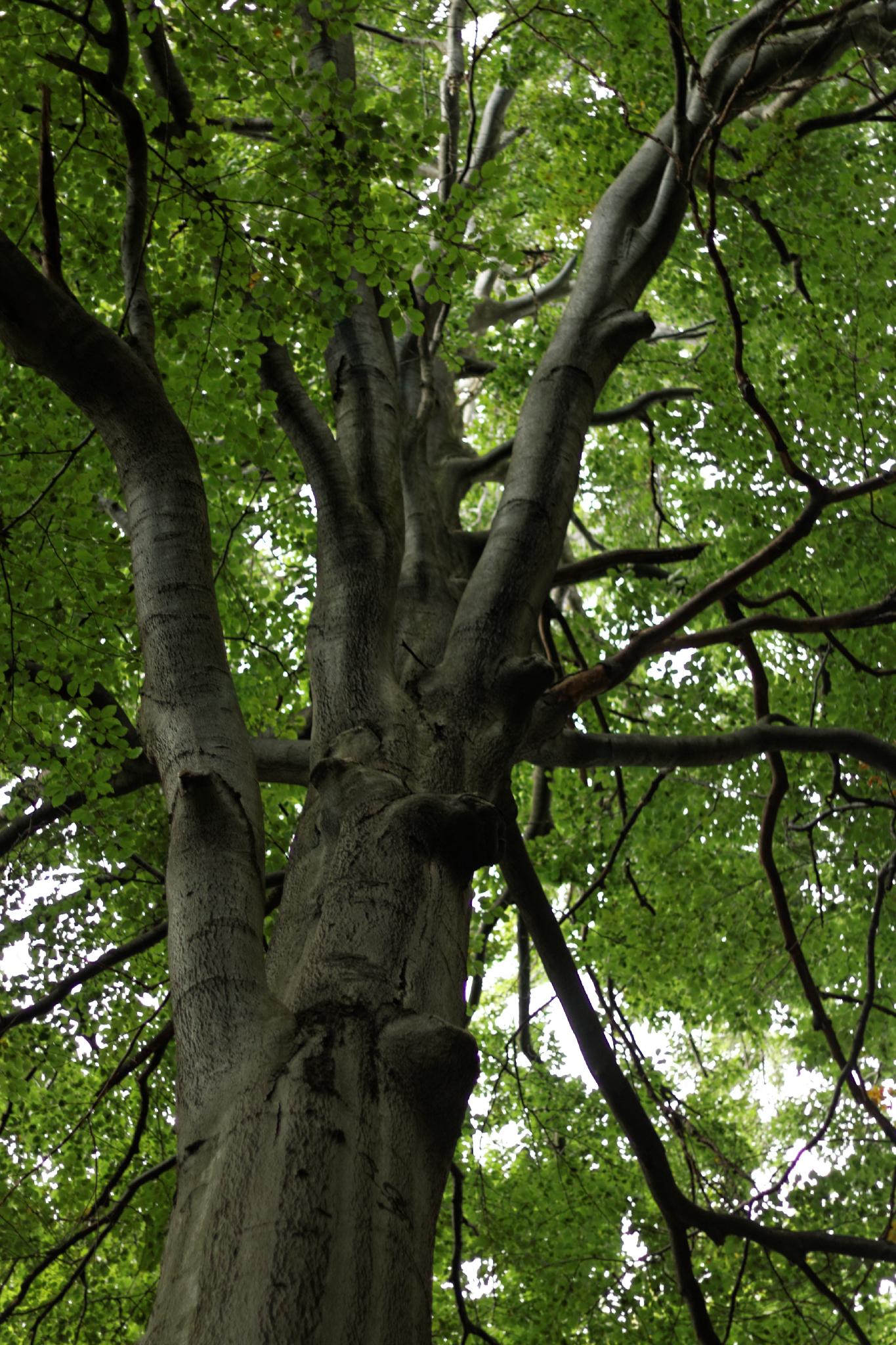 Album image copied from https://lh3.googleusercontent.com/-R0j-nF5izDU/VhQiXgYsiXI/AAAAAAAB6_k/QGEQtCLDuZcicIbFUC8ZRKjABp3EtIMPQCLABGAYYCw/s0-U-I/IMG_6757_DxO_web.jpg